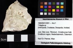 Foto (Objket + Etiketten) von ? Magila sp. 